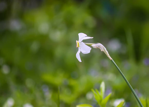 istock White Narcissus flower close up. 1395937828