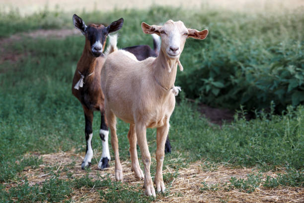 istock Two, white and brown very careful young goats in a green meadow. 1395938607