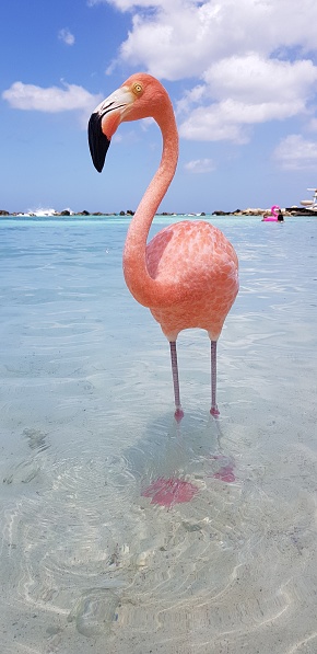 Flamingo, a beautiful bird showing its beautiful colors
