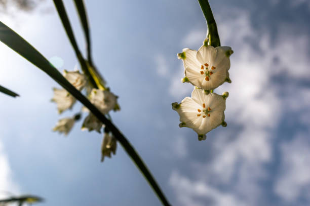 Close-up image of Summer Snowflake flowers against a blue sky