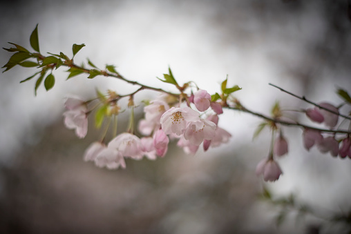 Cherry blossom at High park, Toronto