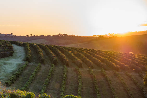 istock Sunset view of coffee crop 1395939901