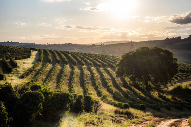 istock Sunset view of coffee crop 1395939920