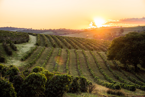 Sunset view of coffee crop. Varginha, Minas Gerais, Brazil.