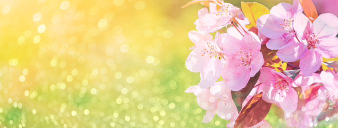 Spring background, panorama - pink flowers of apple tree on the background of a green blurred foliage. Horizontal banner with space for text