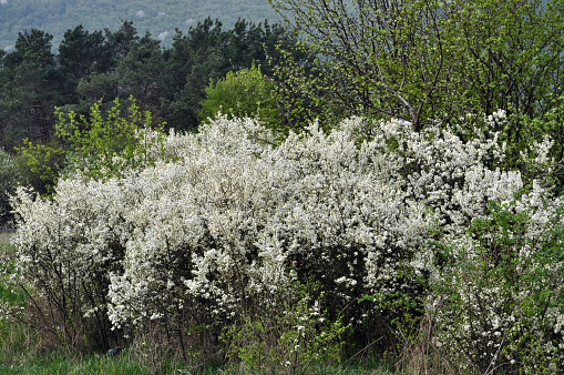 Spring in nature blooms overgrown bushes blackthorn