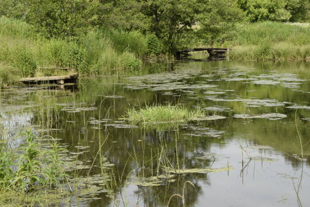 istock Old Wooden Platform on the Forest River 1395940518