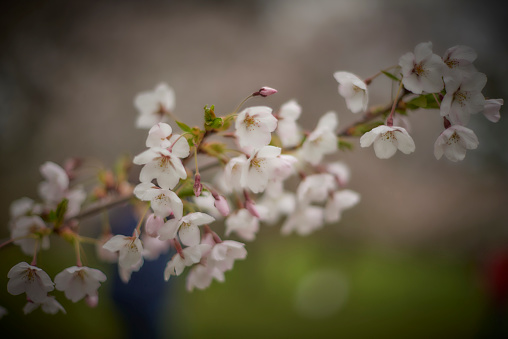 Cherry Blossoms at High park, Toronto