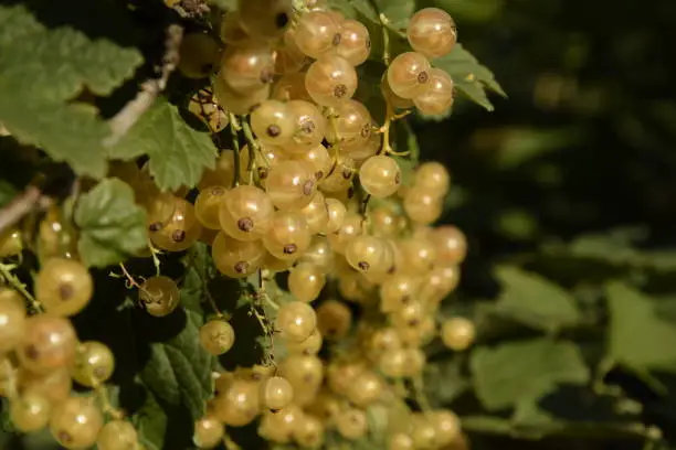 Ripe whitecurrant berries on branches.