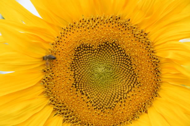 Beautiful sunflower on a sunny day with a natural background. Selective focus.