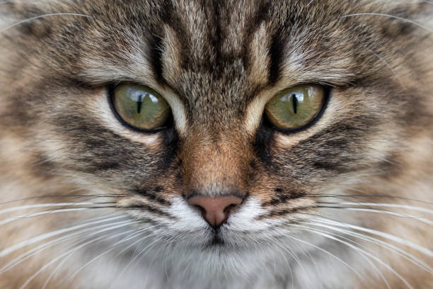 istock Portrait of tabby cat close-up. 1395941900