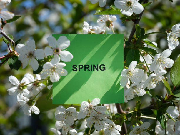 A green sticky note with the word Spring on it being held up by a branch with cherry blossoms on it. Close up.