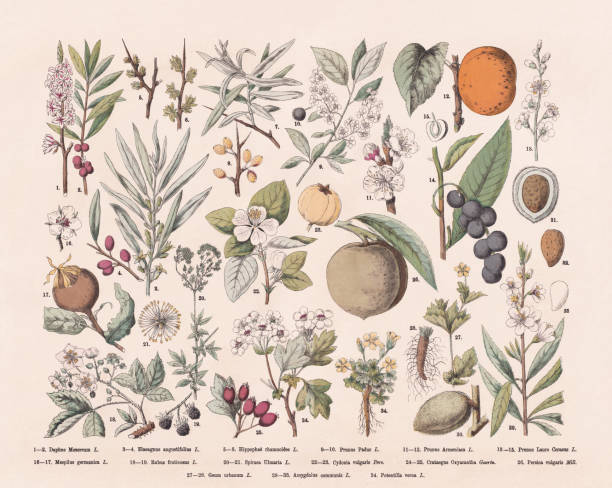 Flowering plants (Rosids), hand-colored wood engraving, published in 1887 Flowering plants (Rosids): 1-2) Mezereum (Daphne mezereum); 3-4) Oleaster (Elaeagnus angustifolia, or Elaeagnus angustifolius); 5-8) Seabuckthorn (Hippophae rhamnoides); 9-10) Bird cherry (Prunus padus); 11-12) Apricot (Prunus armeniaca); 13-15) Cherry laurel (Prunus laurocerasus); 16-17) Medlar (Mespilus germanica); 18-19) Blackberry (Rubus fruticosus); 20-21) Meadwort (Filipendula ulmaria, or Spiraea ulmaria); 22-23) Quince (Cydonia oblonga, or Cydonia vulgaris); 24-25) Midland hawthorn (Crataegus laevigata, or Crataegus oxyacantha); 26) Peach tree (Prunus persica, or Persica vulgaris); 27-28) Wood avens (Geum urbanum); 29-33) Almond (Prunus amygdalus, Prunus dulcis, or Mygdalus communis); 34) Spring cinquefoil (Potentilla verna). Hand-colored wood engraving, published in 1887. elaeagnus angustifolia stock illustrations