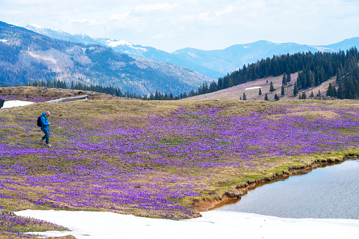 A man, Parkinson disease patient on field of blooming purple crocus flowers on meadow growing near lake with some sow around at spring time at Velika planina, Slovenia. Beautiful background with mountains, snow and clouds on the blue sky.