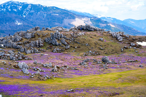 Close-up blooming purple crocus flowers on meadow growing in spring time at Velika planina, Slovenia. Beautiful background with snowy mountains and cloudy on the blue sky.