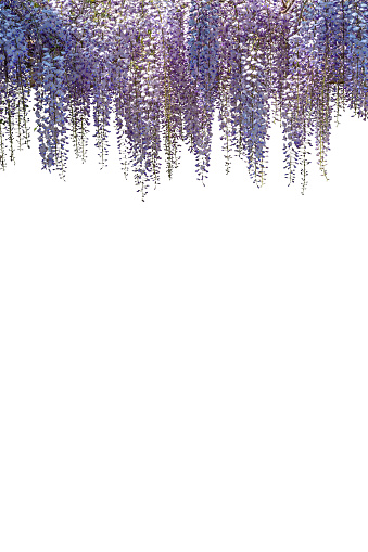 Wisteria flowers branch isolated on white, copy space, ideal for greeting cards and banner or label or wallpaper, clipping path