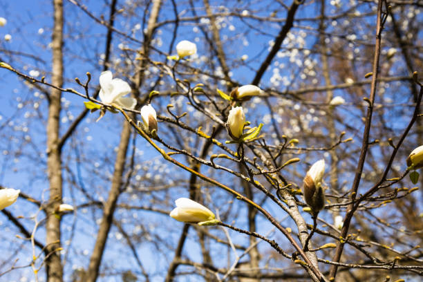 春に花咲く白いマグノリアコブスの花クローズアップ - sunlight flower magnolia flower head ストックフォトと画像