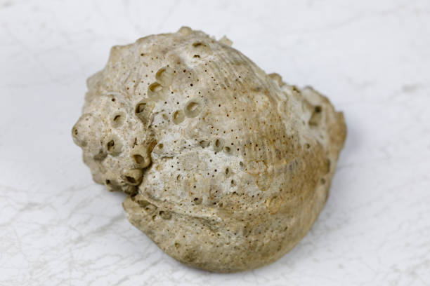 istock One spiral sea shell lies on a marble background 1395946742