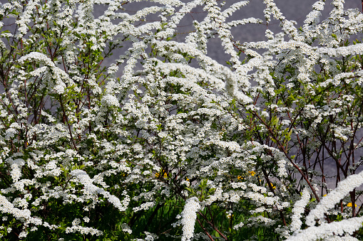 The branches of the meadow shrub are beautifully sprinkled with lots of blooming small white flowers