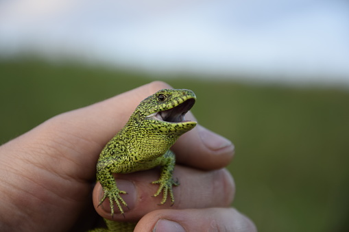 Green lizard in the hands. Lizard on hand, small green lacerta agilis sitting on a hand.