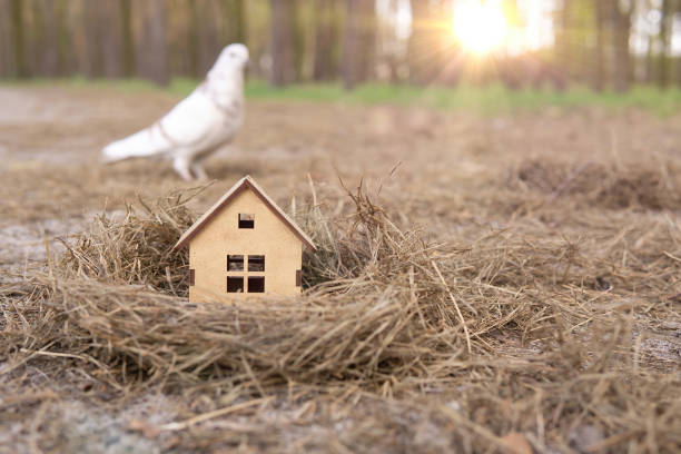 Bird's nest with a toy wooden house and a pigeon Tiny wooden house in a bird's nest in the woods at sunset. Pigeon choosing a perfect family home. pigeon family stock pictures, royalty-free photos & images