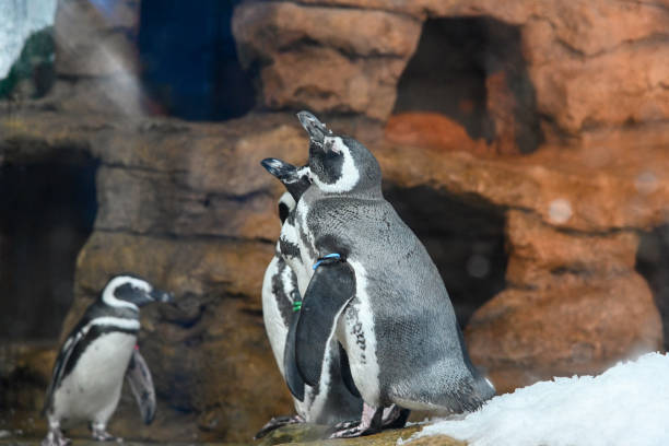 istock Spheniscus magellanicus in the aquarium 1395949583
