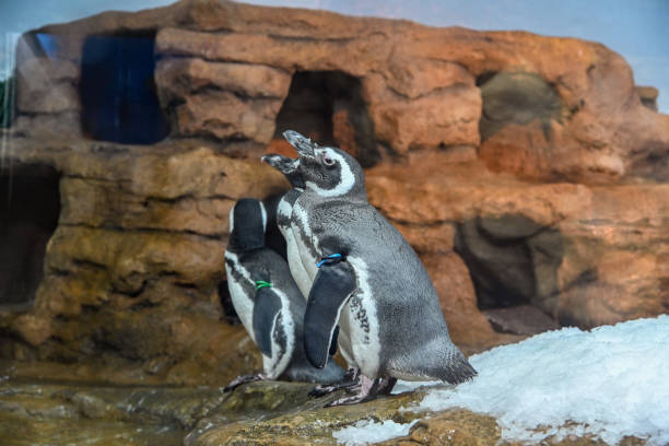 istock Spheniscus magellanicus in the aquarium 1395949635