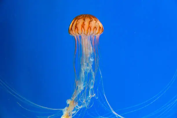 Chrysaora melanaster. Jellyfish swimming in the water.