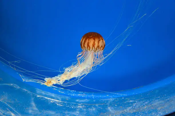Chrysaora melanaster. Jellyfish swimming in the water.