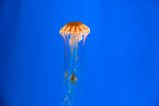 Chrysaora melanaster. Jellyfish swimming in the water.