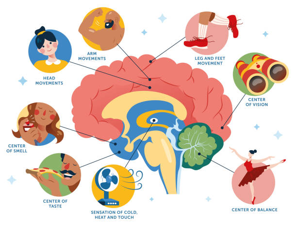 ilustraciones, imágenes clip art, dibujos animados e iconos de stock de ilustración del centro de funciones del cerebro. áreas funcionales del cerebro humano. - cerebelo