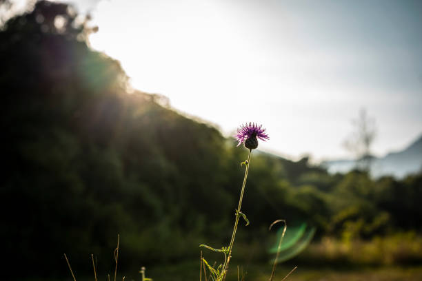Milk thistle (Silybum marianum) purple flower growing on the mountain. Sunset behind the mountains