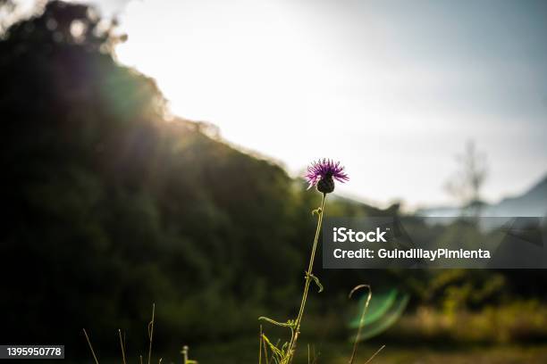 Milk Thistle Purple Flower Growing On The Mountain Stock Photo - Download Image Now
