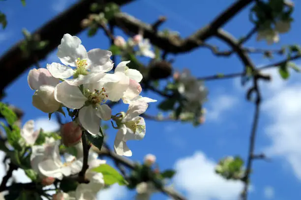 Blooming apple tree blossom
