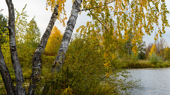 Birch trees with golden yellow leaves against the background of yellowed and green bushes or trees on the banks of a river, pond or lake in autumn.