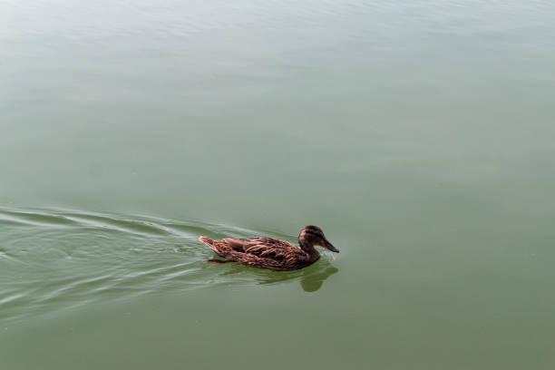 Wild duck swimming in a water lily pond