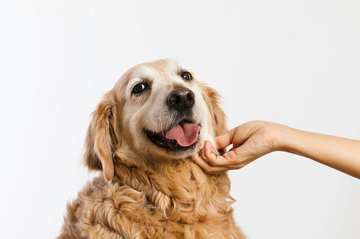 Female hand is stroking dogs head of white background.