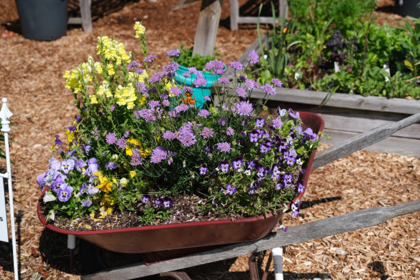 A wheelbarrow full of refuse in the spring garden.