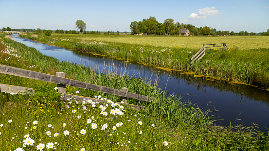 Spring flowers bloom along the small river and in the meadow in the countryside in the flat Netherlands.