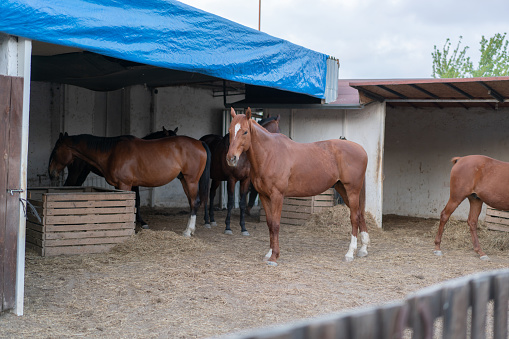 Group of horse feeding in stable