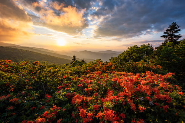 istock Sunset sky over blooming flame azalea 1395956359