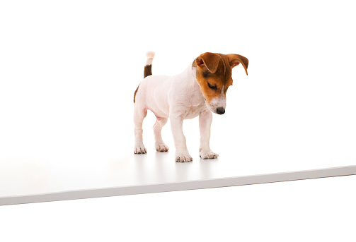 Jack russell terrier puppy looking down on desk