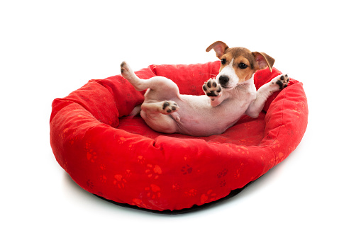 Jack russell terrier puppy playing on dog bed