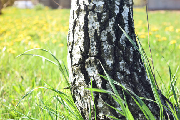 Young birch trees with black and white birch bark in spring against a blue spring sky.
