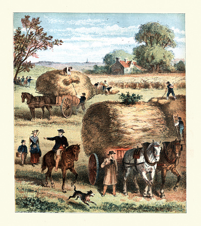 Victorian farming agriculture scene, Harvest, loading hay, wheat, on to wagons in a farm field, 1880s, Victorian 19th Century