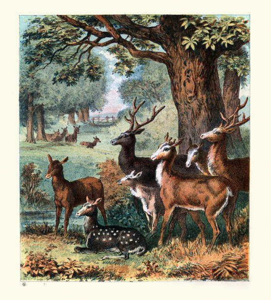 illustrations, cliparts, dessins animés et icônes de groupe de cerfs dans un parc boisé, forêt, arbres, victorien du 19ème siècle - illustration and painting landscape old fashioned antique