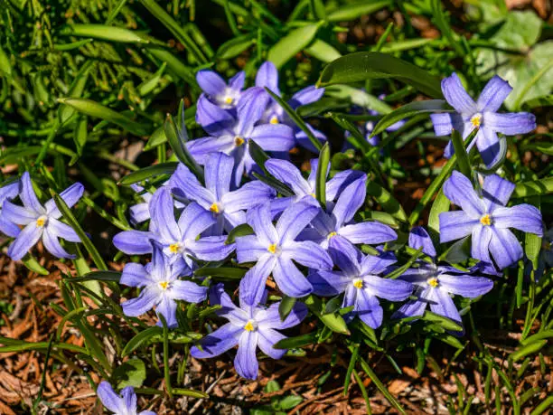 The first spring beautiful blue spring flowers chionodoxa