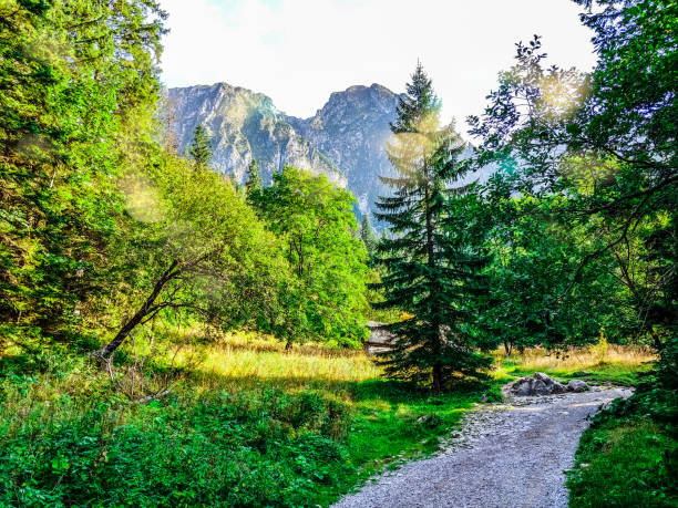 Gravel footpath with autumnal trees and sun beams