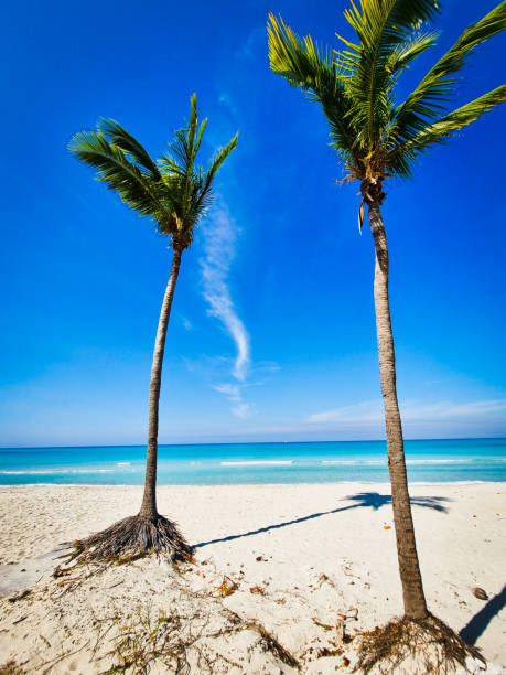 istock View of two palm trees, turquoise water, beach and clear sky 1395961251