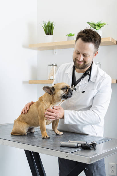 Veterinarian examining his patient dog on an examining table stock photo